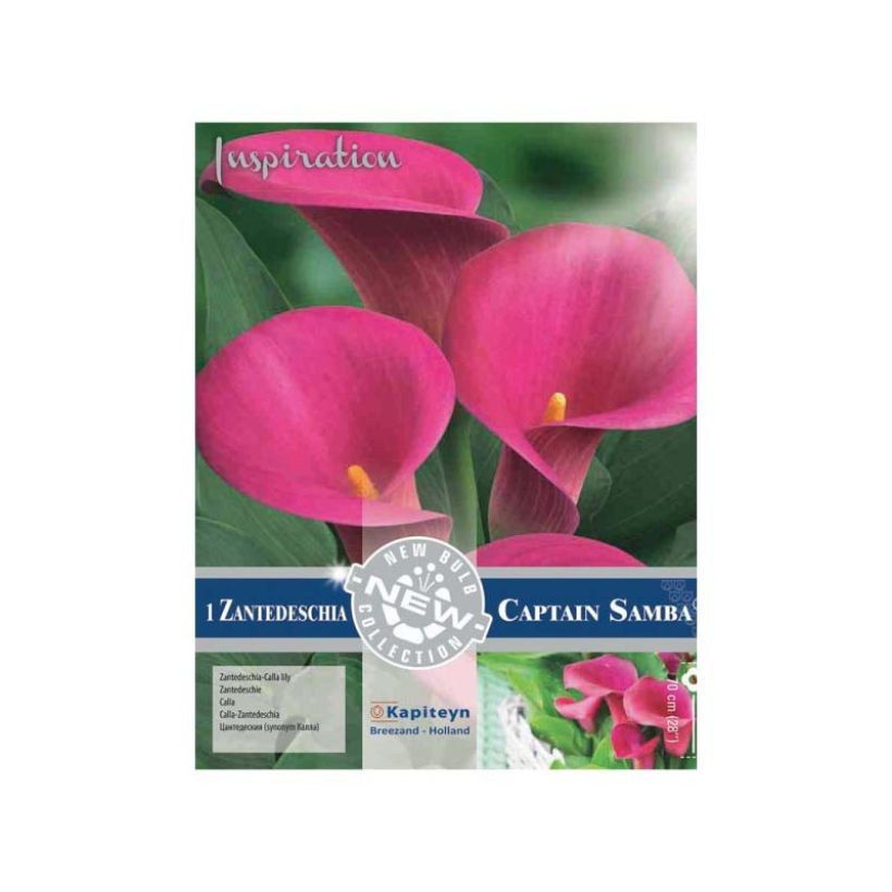 Arum ou Calla à fleurs rose soutenu - Zantedeschia Captain Samba (Flowering)