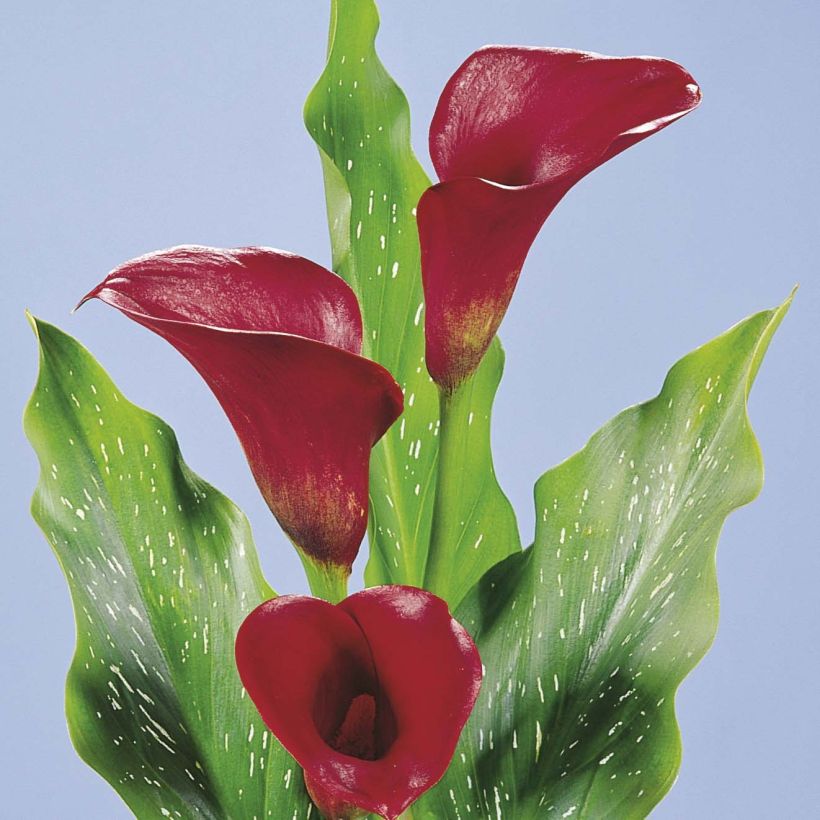 Arum ou Calla rouge framboise - Zantedeschia Red Alert (Flowering)
