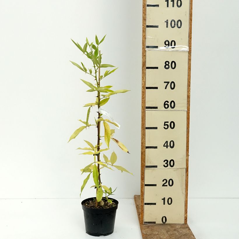 Example of Zanthoxylum armatum - Poivrier du Timut Pot de 3L/4L as you get in ete