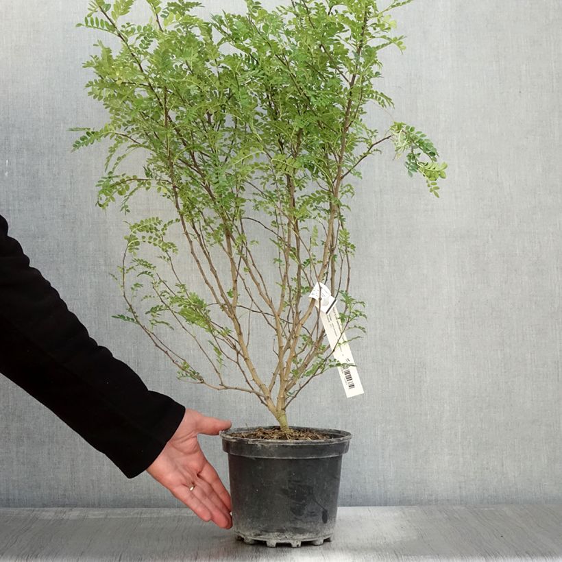 Example of Zanthoxylum beecheyanum - Poivrier de Chine nain Pot de 3L/4L as you get in automne