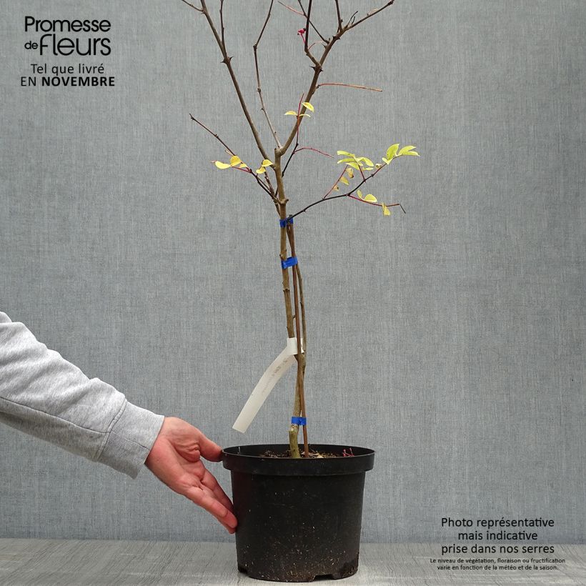 Example of Zanthoxylum coreanum - Poivrier coréen Pot de 4L/5L as you get in automne