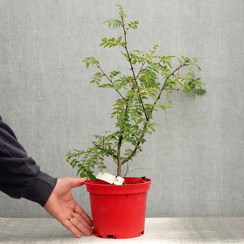 Example of Zanthoxylum piperitum Black Magic - Poivrier de Chine Pot de 2L/3L as you get in ete