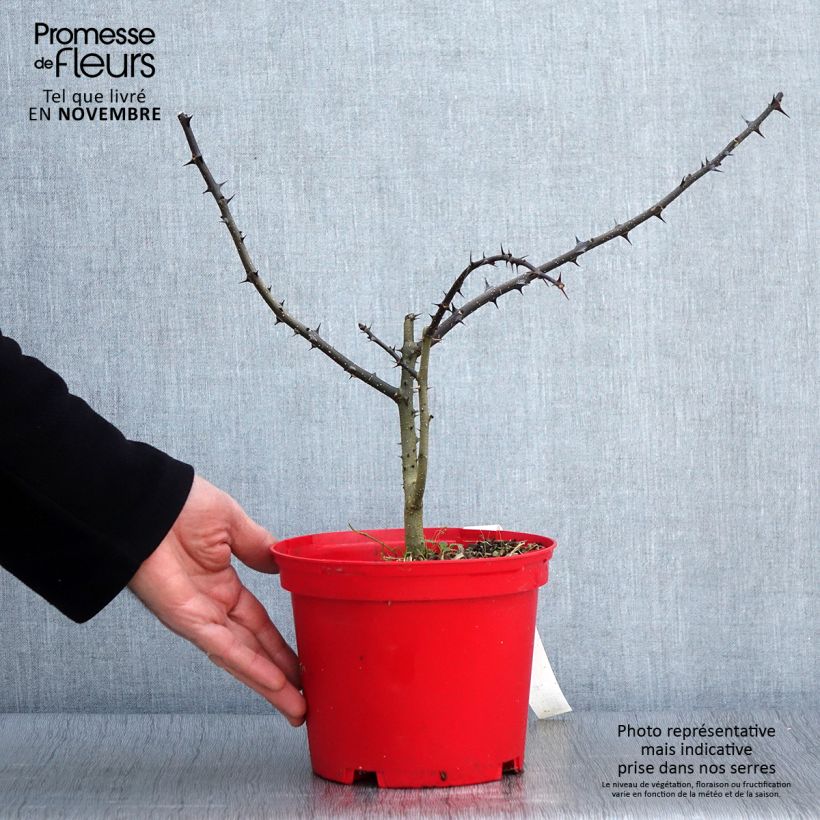 Example of Zanthoxylum schinifolium - Poivrier de Sansho Pot de 3L/4L as you get in automne