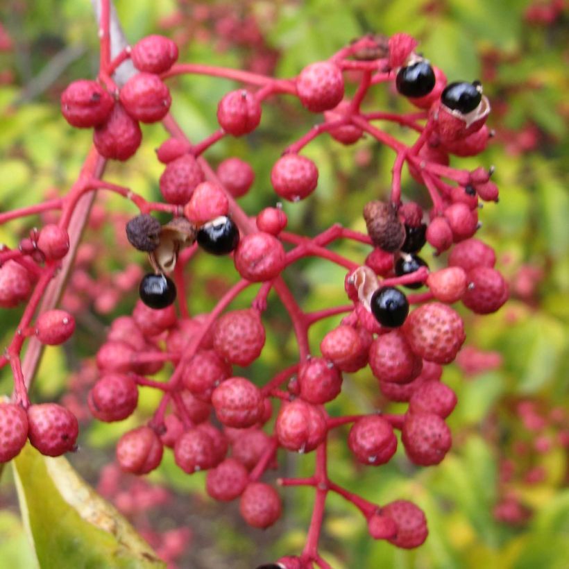 Zanthoxylum simulans - Poivrier du Sichuan (Harvest)