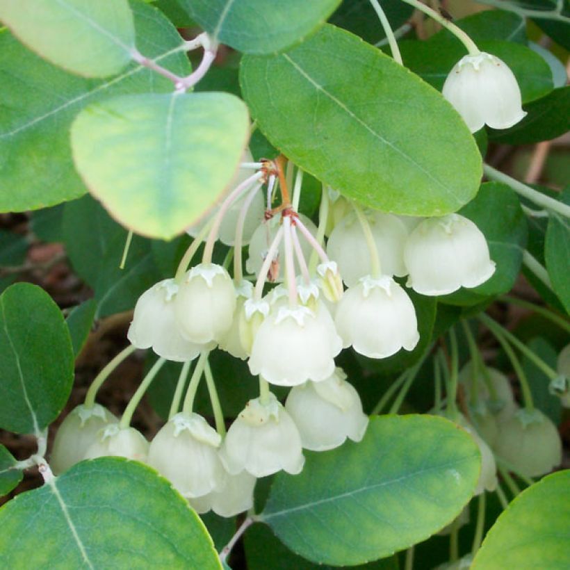 Zenobia pulverulenta Blue Sky - Muguet en arbre (Foliage)