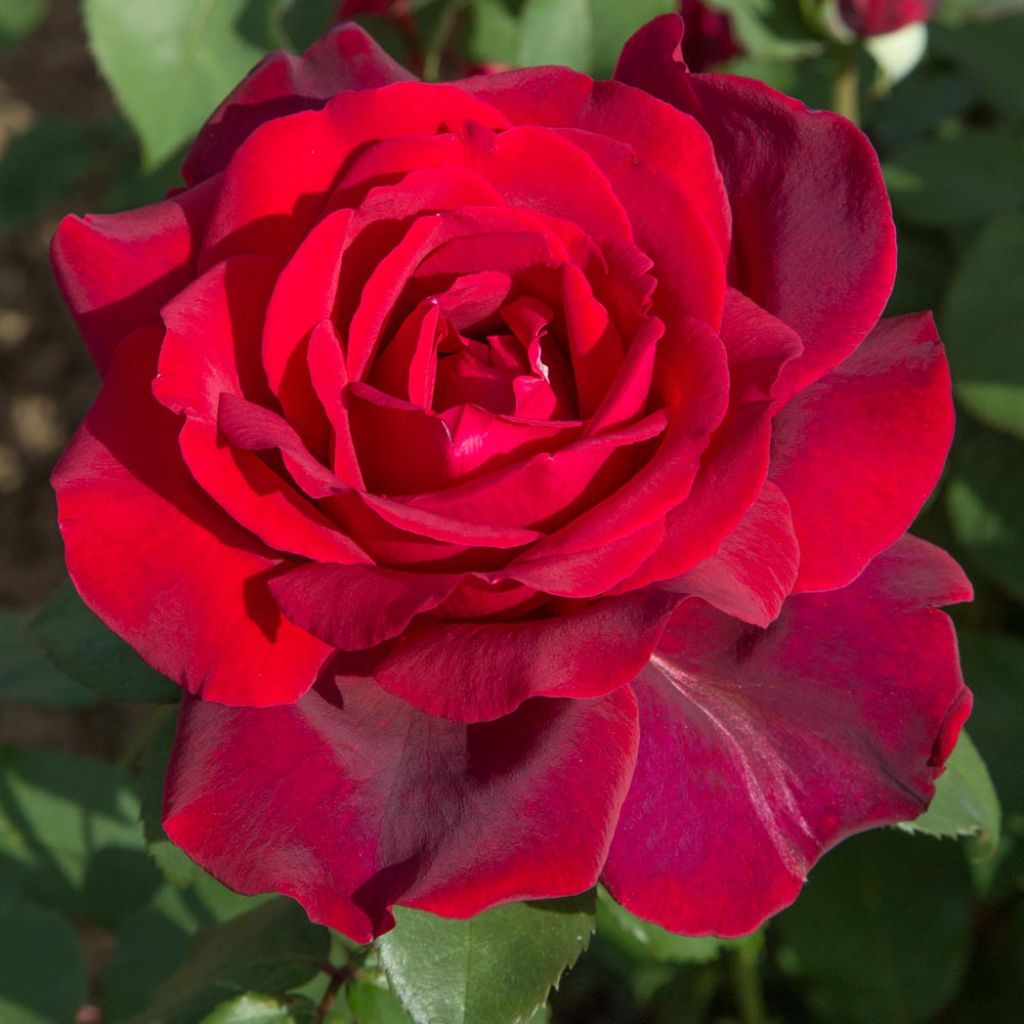 Rosier à grandes fleurs Jubilé Papa Meilland