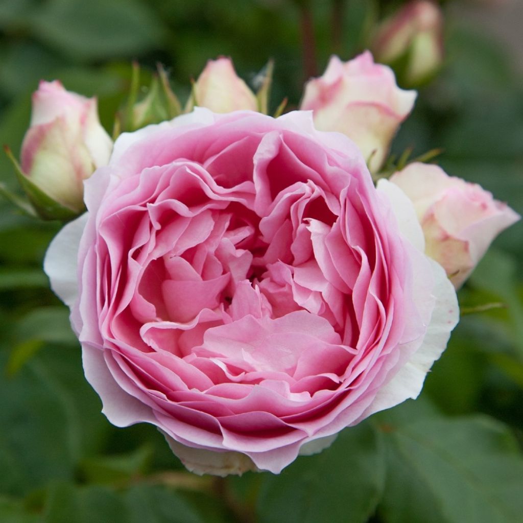 Rosier à fleurs groupées Sophia Romantica 