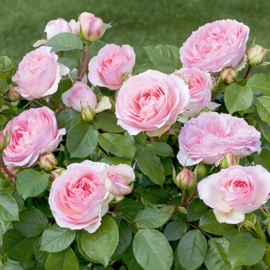 Rosier à fleurs groupées Sophia Romantica 