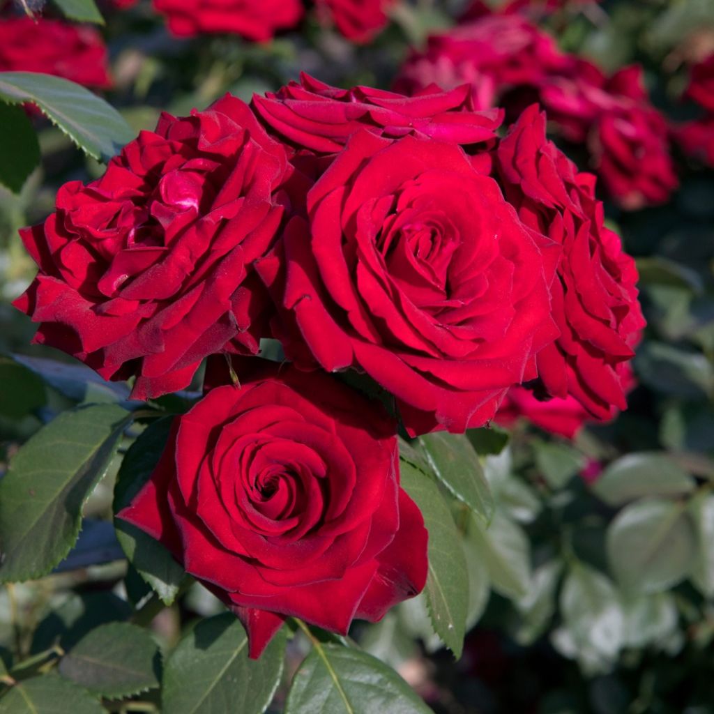 Rosier à fleurs groupées Niccolò Paganini