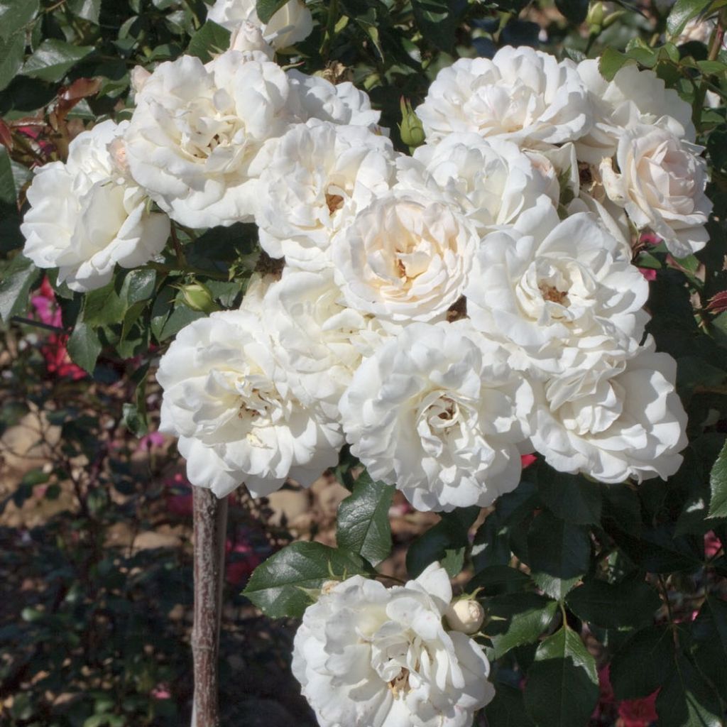 Rosier à fleurs groupées Carte Blanche