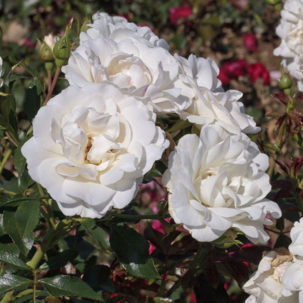 Rosier à fleurs groupées Carte Blanche