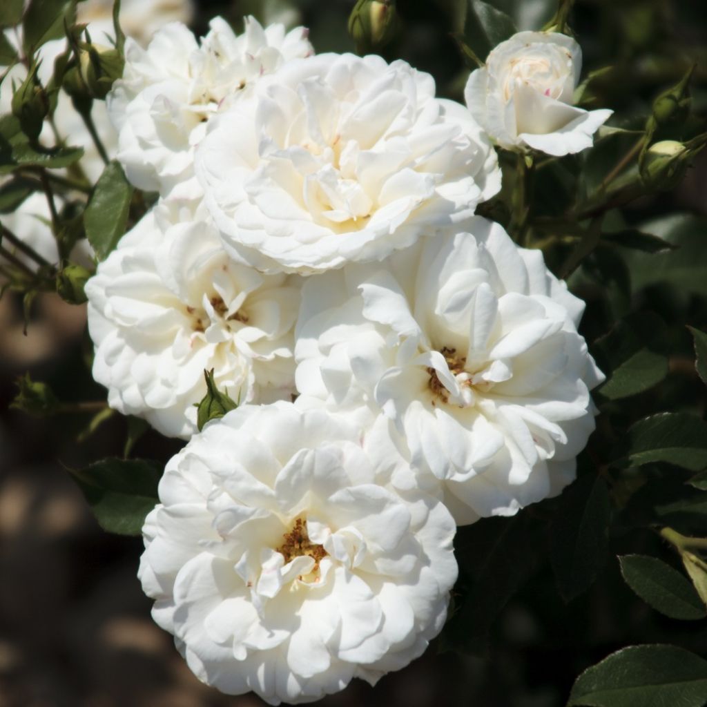 Rosier à fleurs groupées Carte Blanche