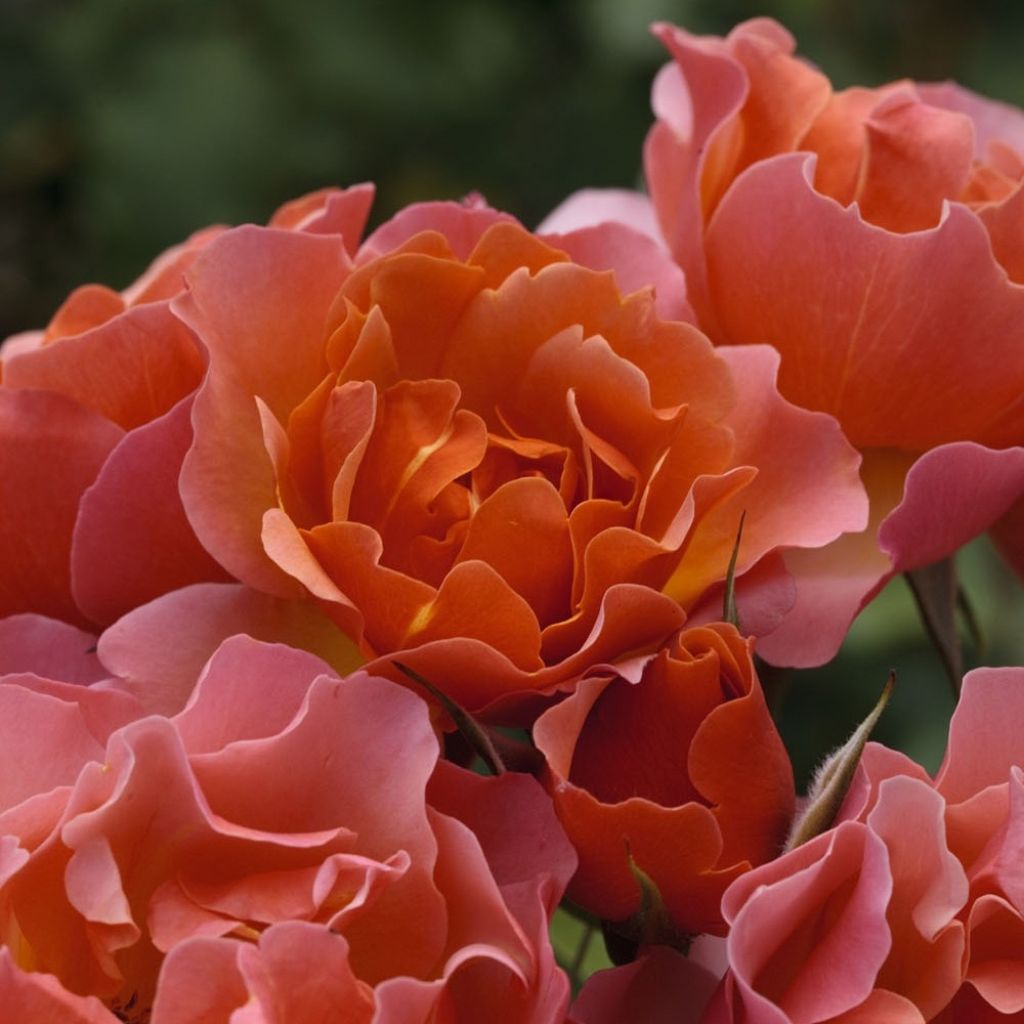 Rosier à fleurs groupées Jean Cocteau