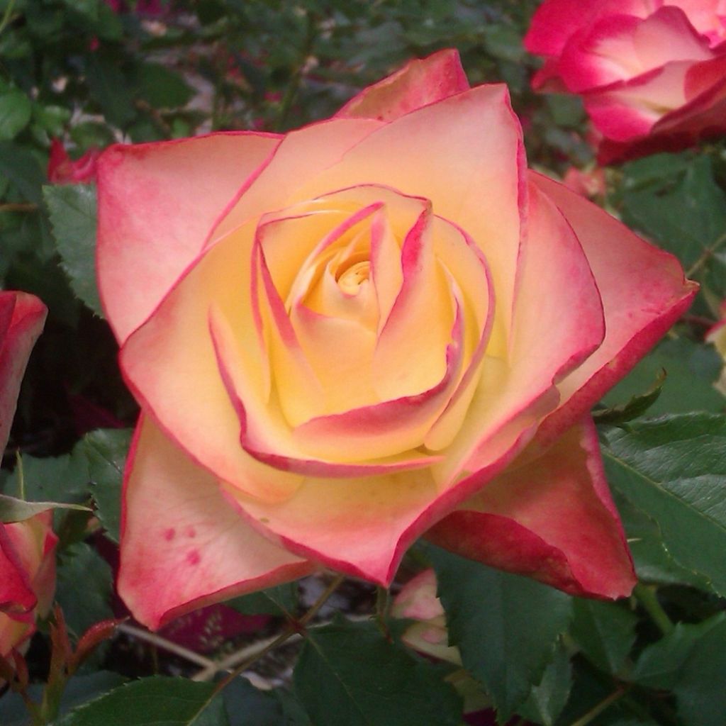 Rosier à fleurs groupées Origami