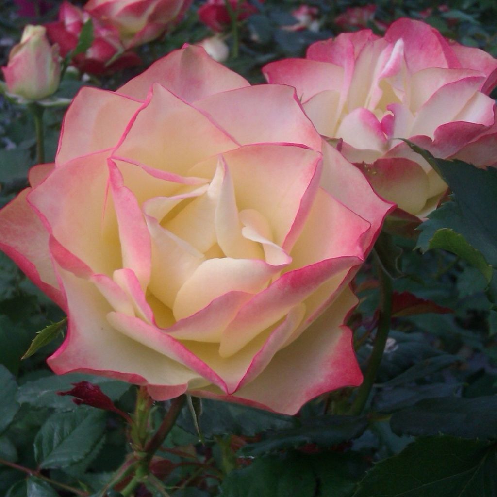 Rosier à fleurs groupées Origami