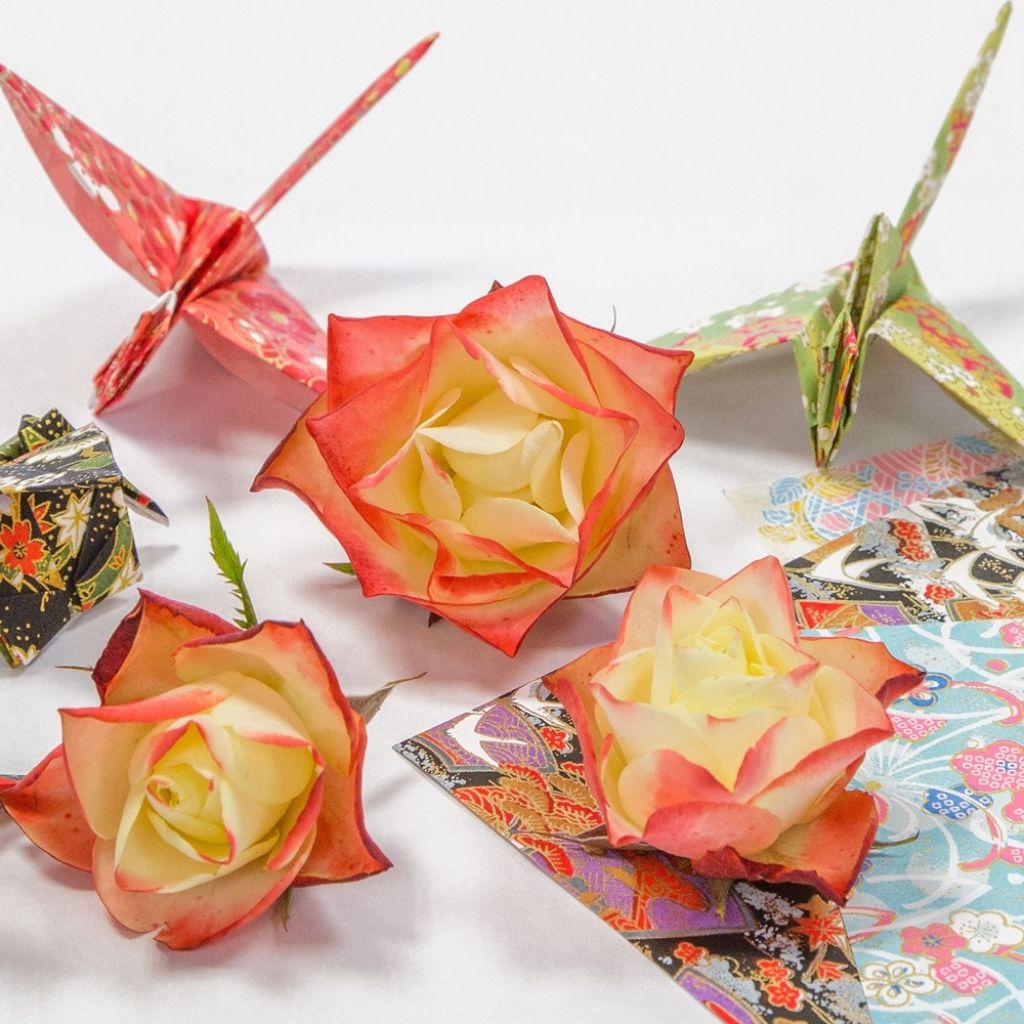 Rosier à fleurs groupées Origami