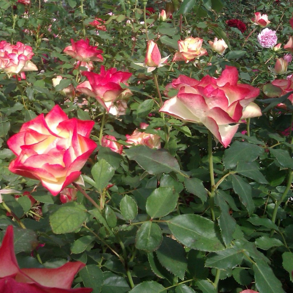 Rosier à fleurs groupées Origami