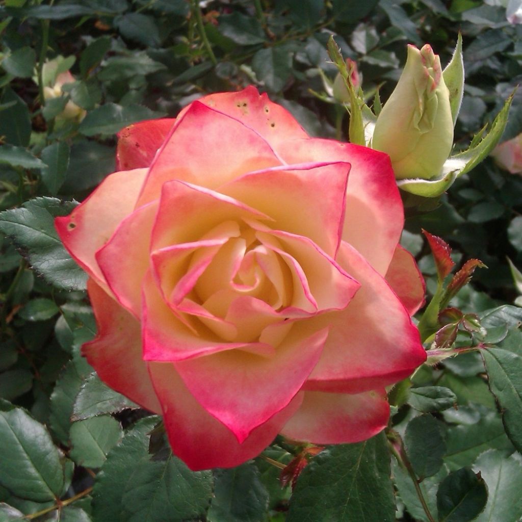 Rosier à fleurs groupées Origami