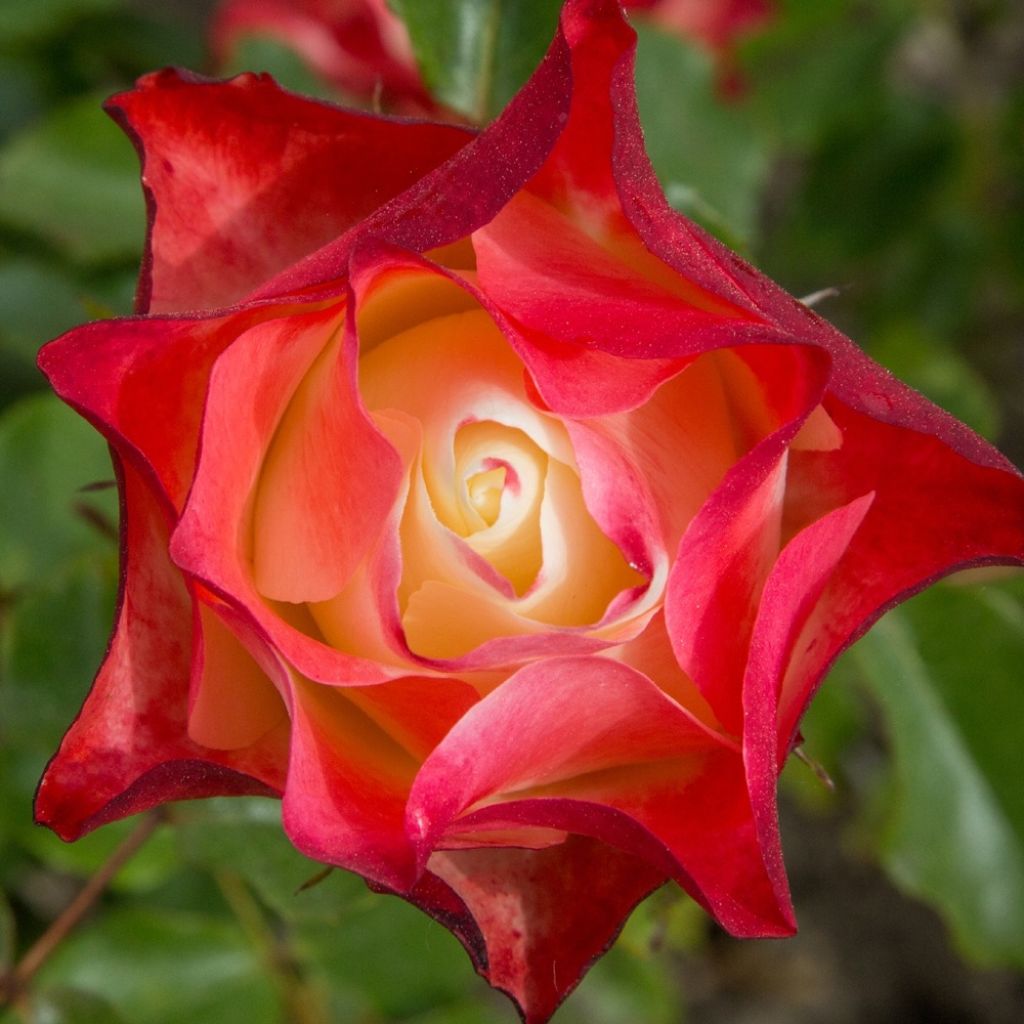 Rosier à fleurs groupées Origami