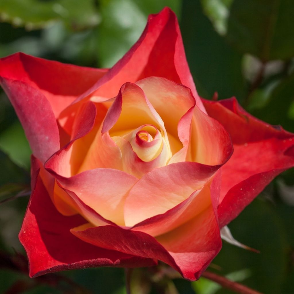 Rosier à fleurs groupées Origami
