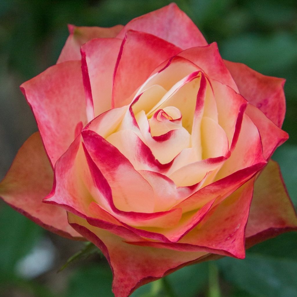 Rosier à fleurs groupées Origami
