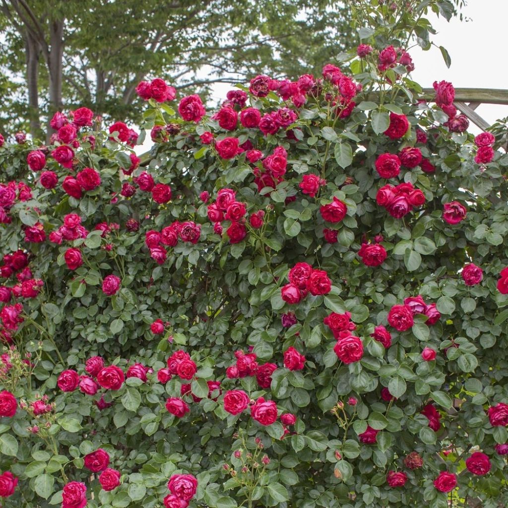 Rosier grimpant Red Eden Rose
