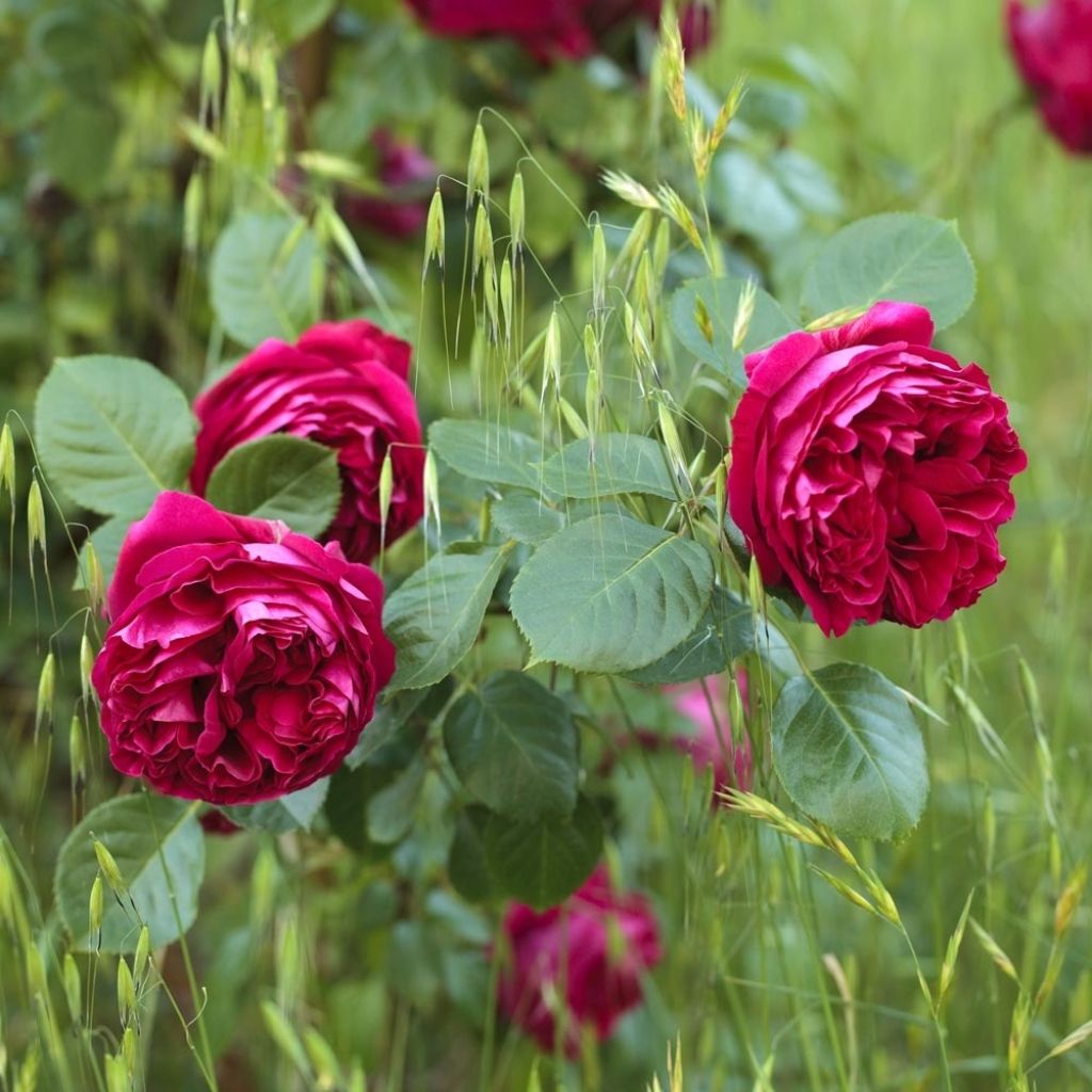 Rosier grimpant Red Eden Rose