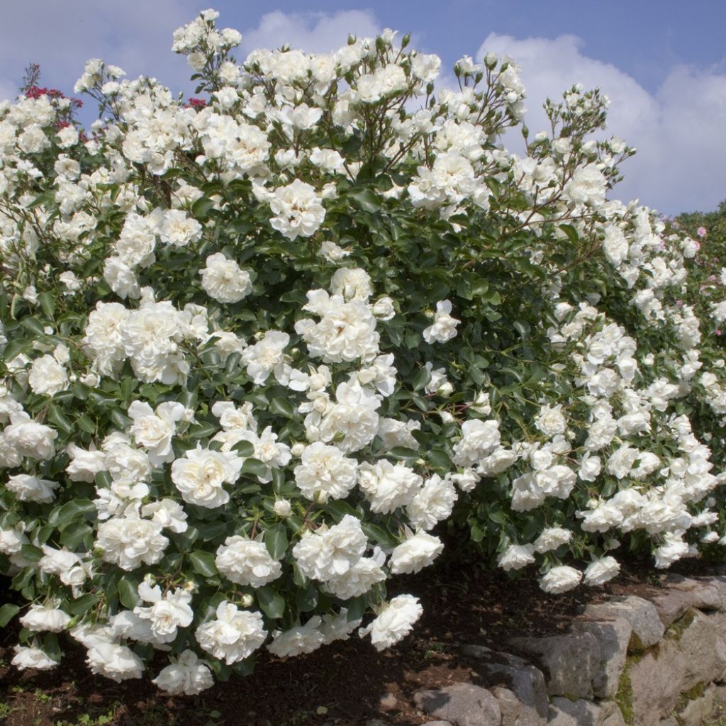 Rosier arbustif Blanc Meillandecor