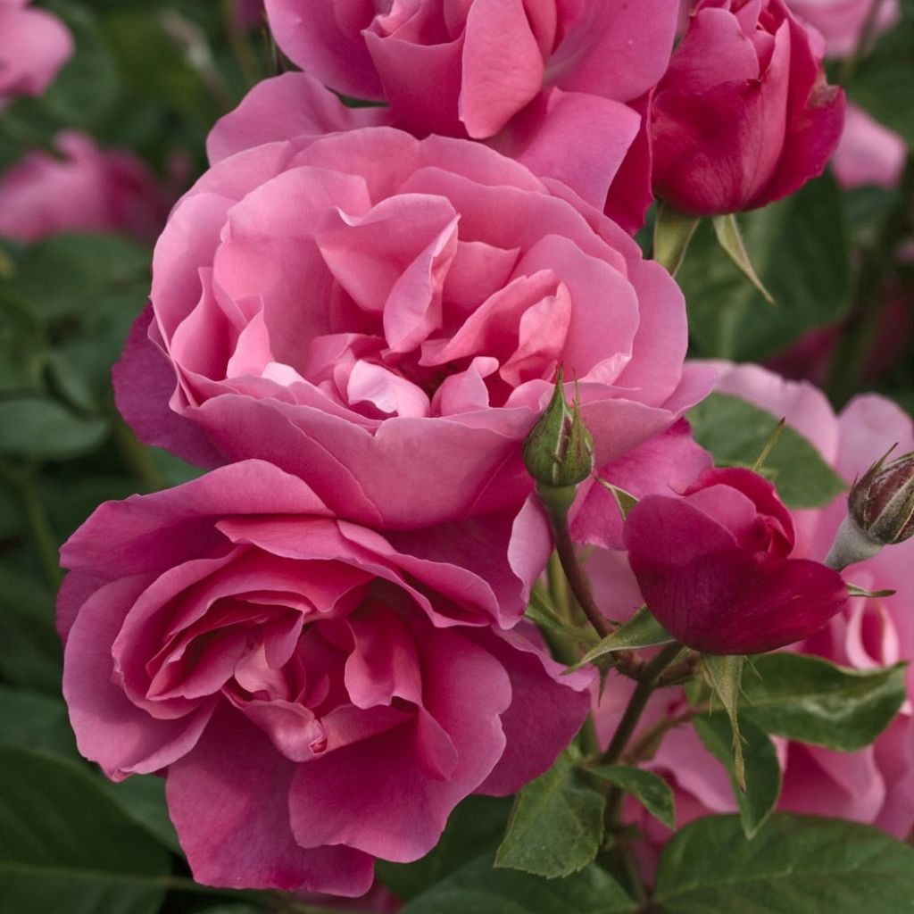 Rosier arbustif Deborah Meillandecor