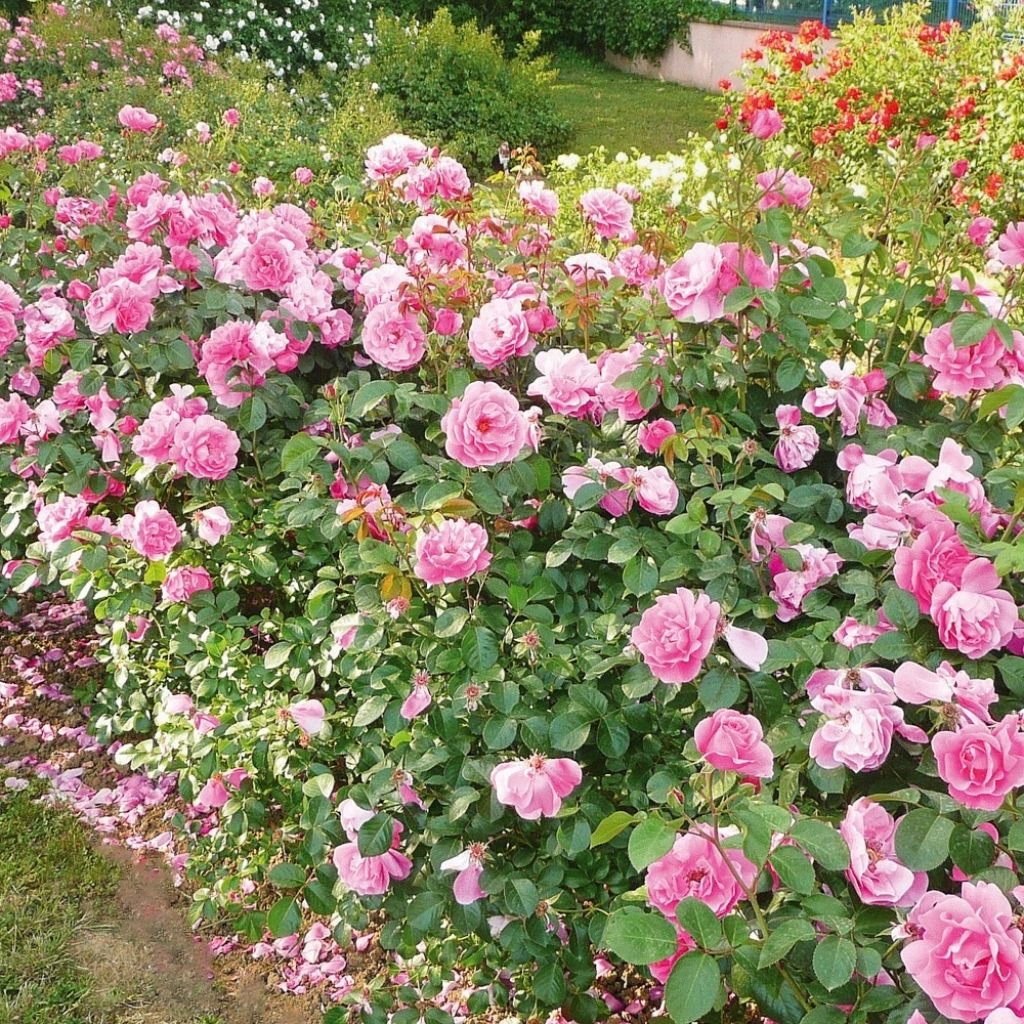 Rosier arbustif Deborah Meillandecor