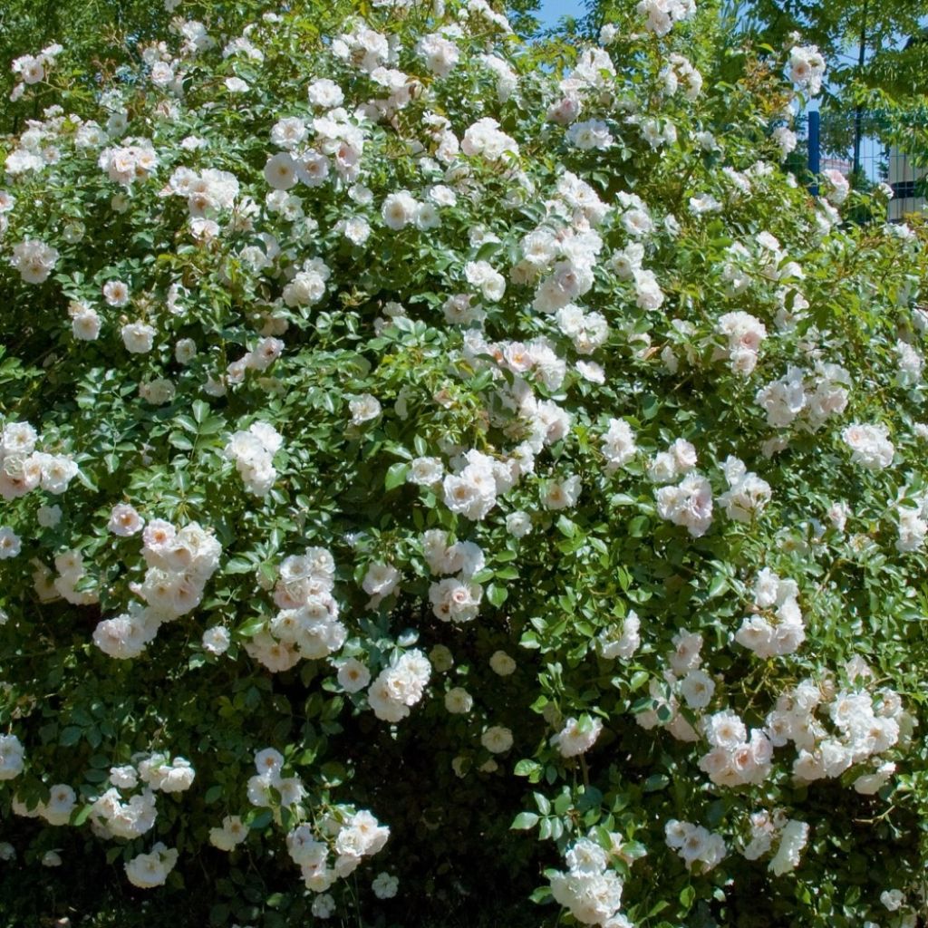 Rosier arbustif Ice Meillandecor