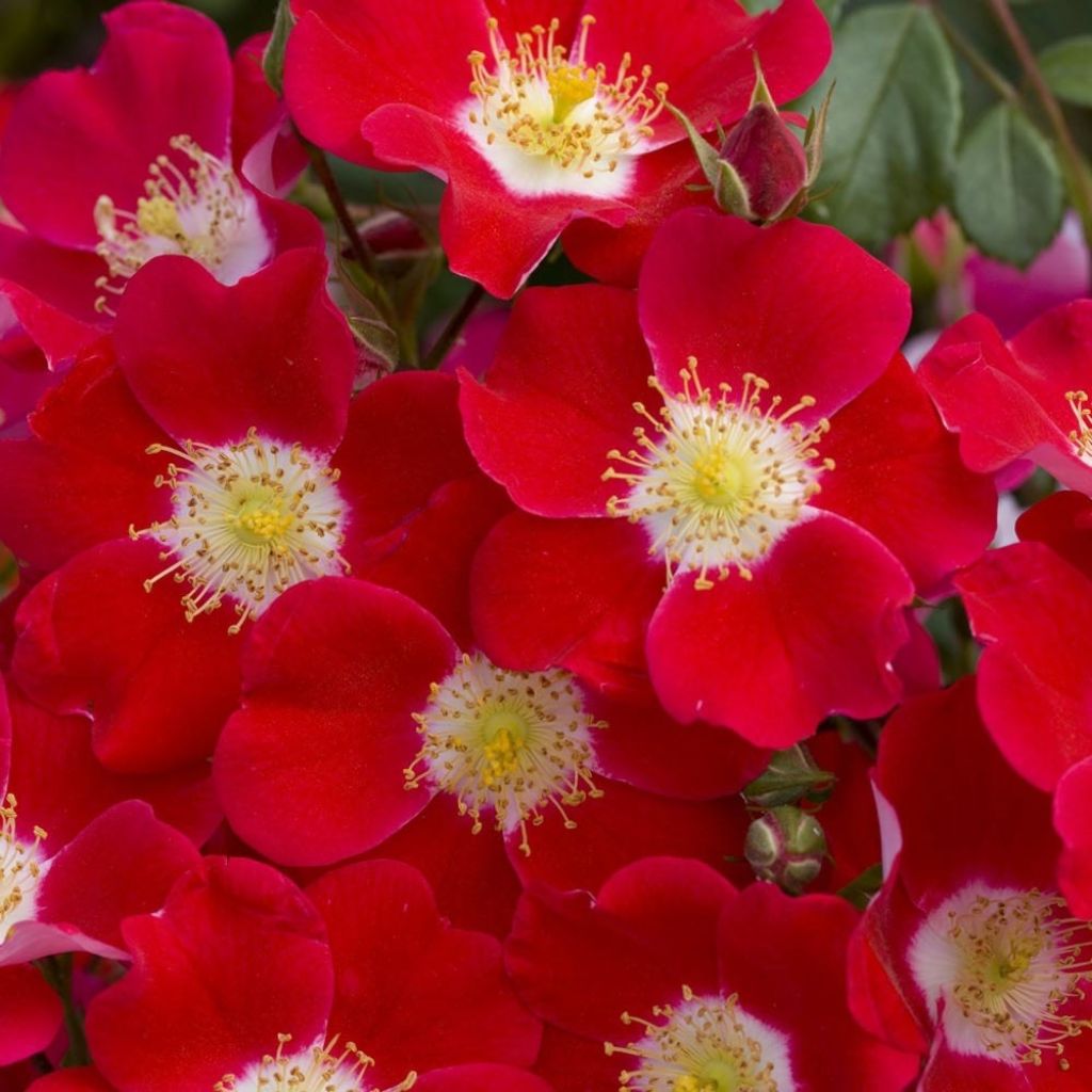 Rosier arbustif Candia Meillandecor