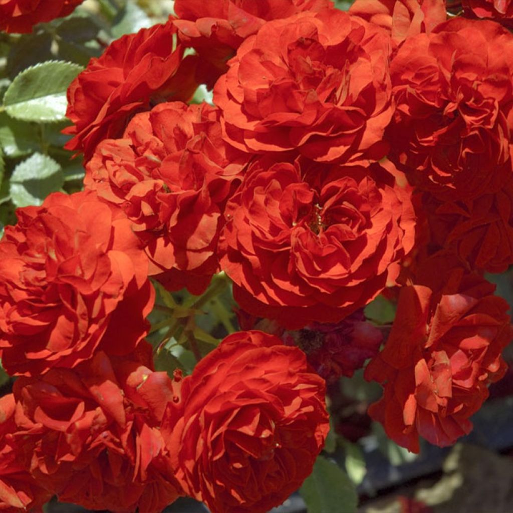 Rosier miniature Tilt Symphonie
