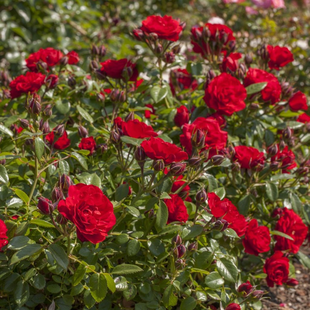 Rosier miniature Tilt Symphonie