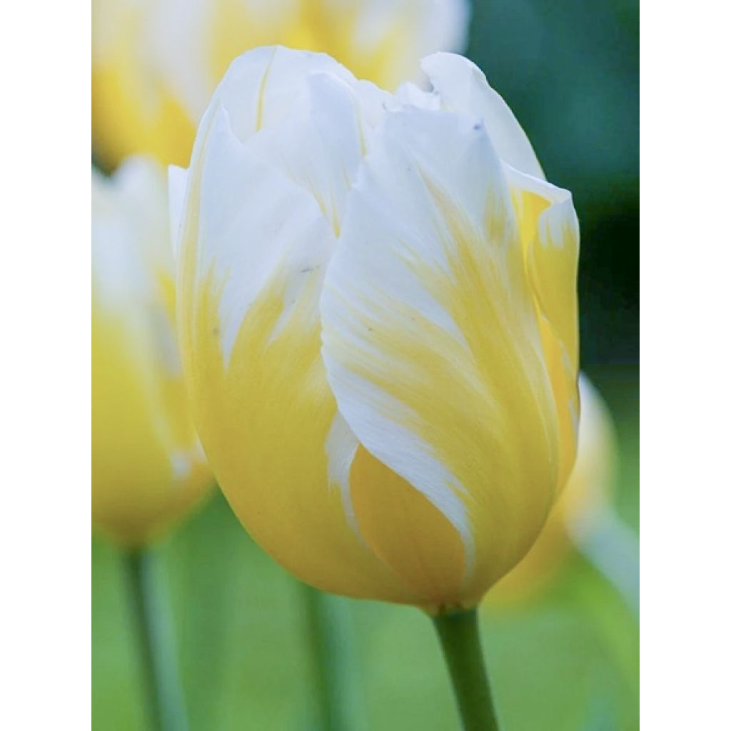 Tulipe Triomphe Happy People