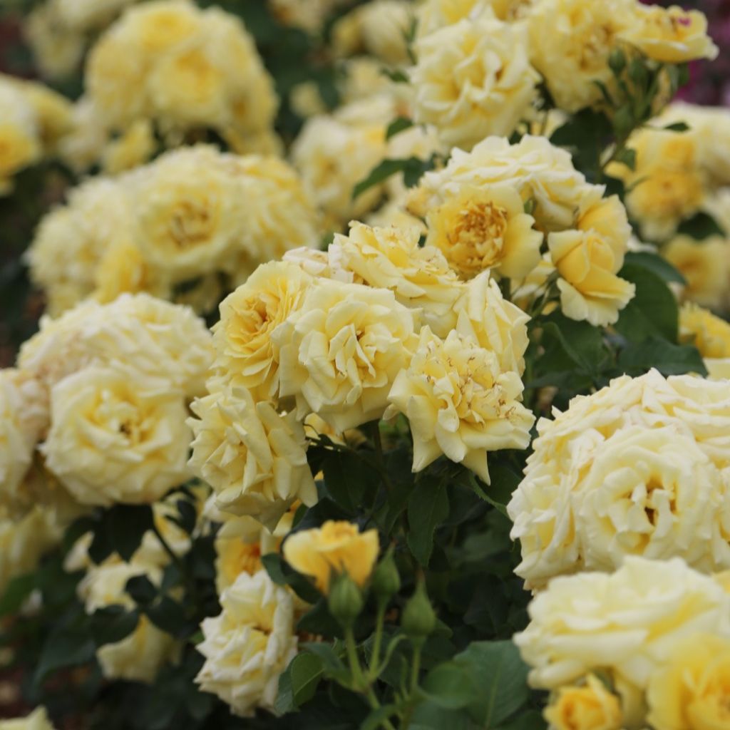 Rosier à fleurs groupées Rustica III