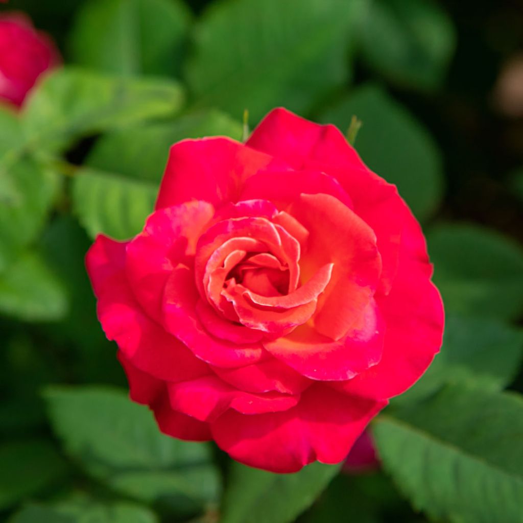 Rosier grimpant Cherry Explosion