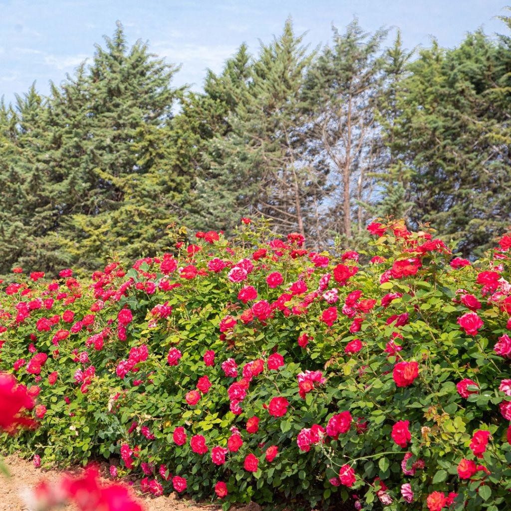 Rosier grimpant Cherry Explosion