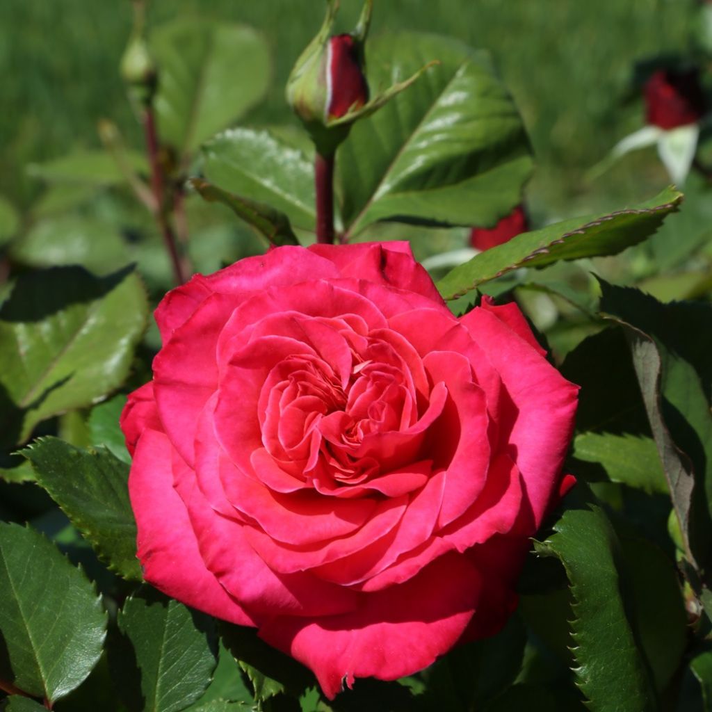 Rosier grimpant Cherry Explosion