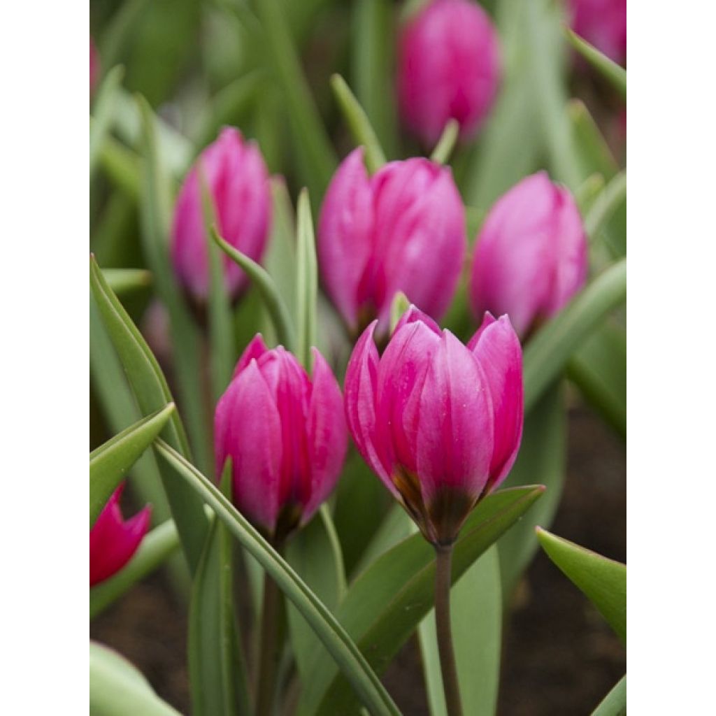 Tulipe botanique humilis pulchella Violacea (Black Base)