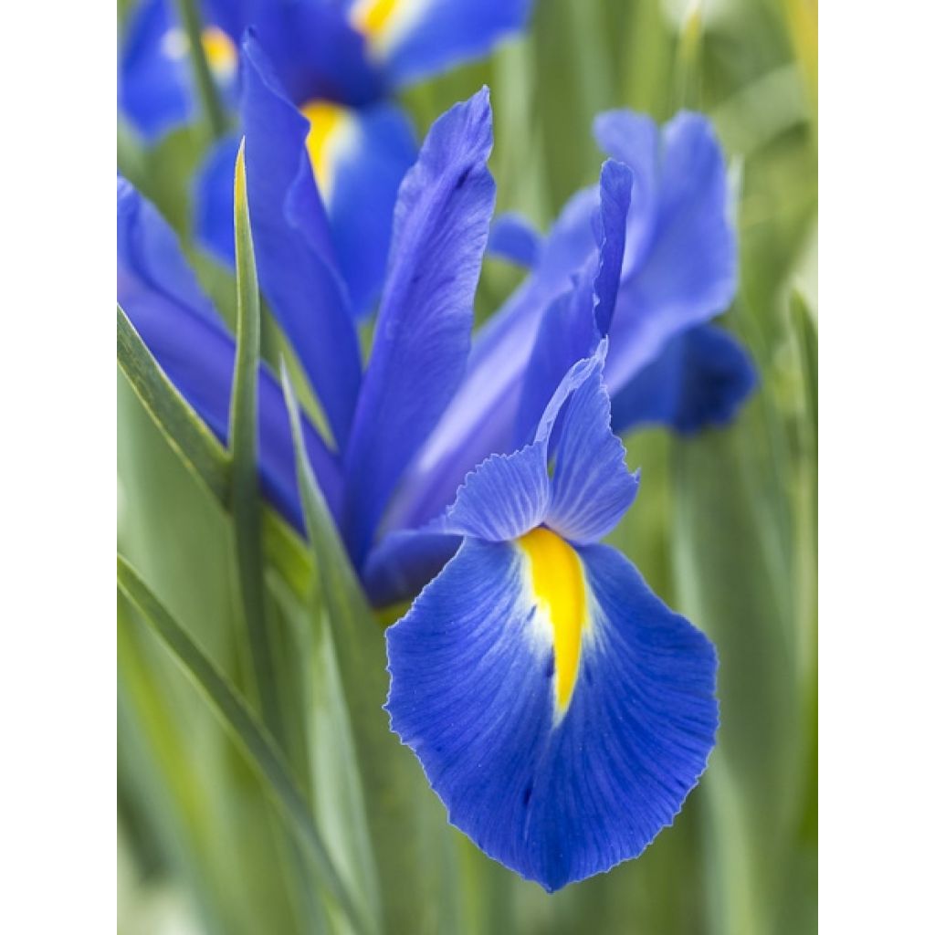 Iris de Hollande Professor Blaauw