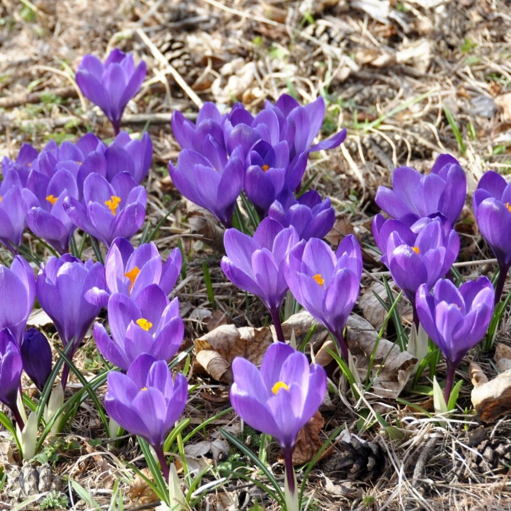 Crocus Mammouth Grand Maître