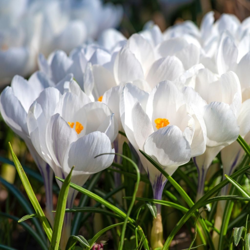 Crocus Mammouth Jeanne d'Arc