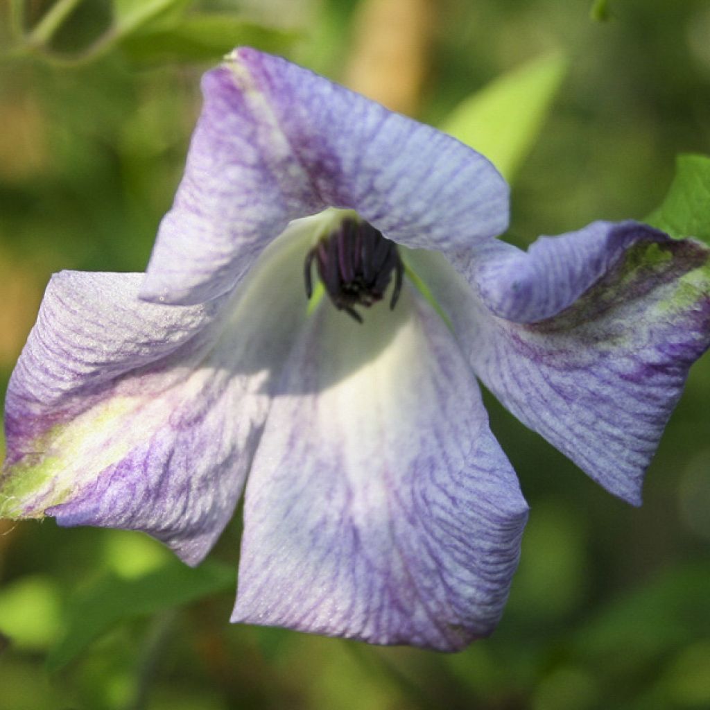 Clématite - Clematis viticella Caerulea Luxurians