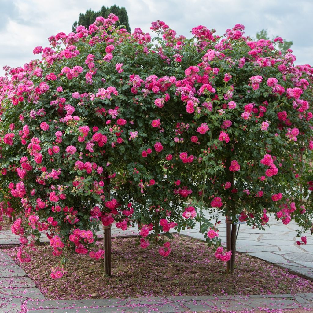 Rosier tige pleureur Magic Meillandecor Meibonrib