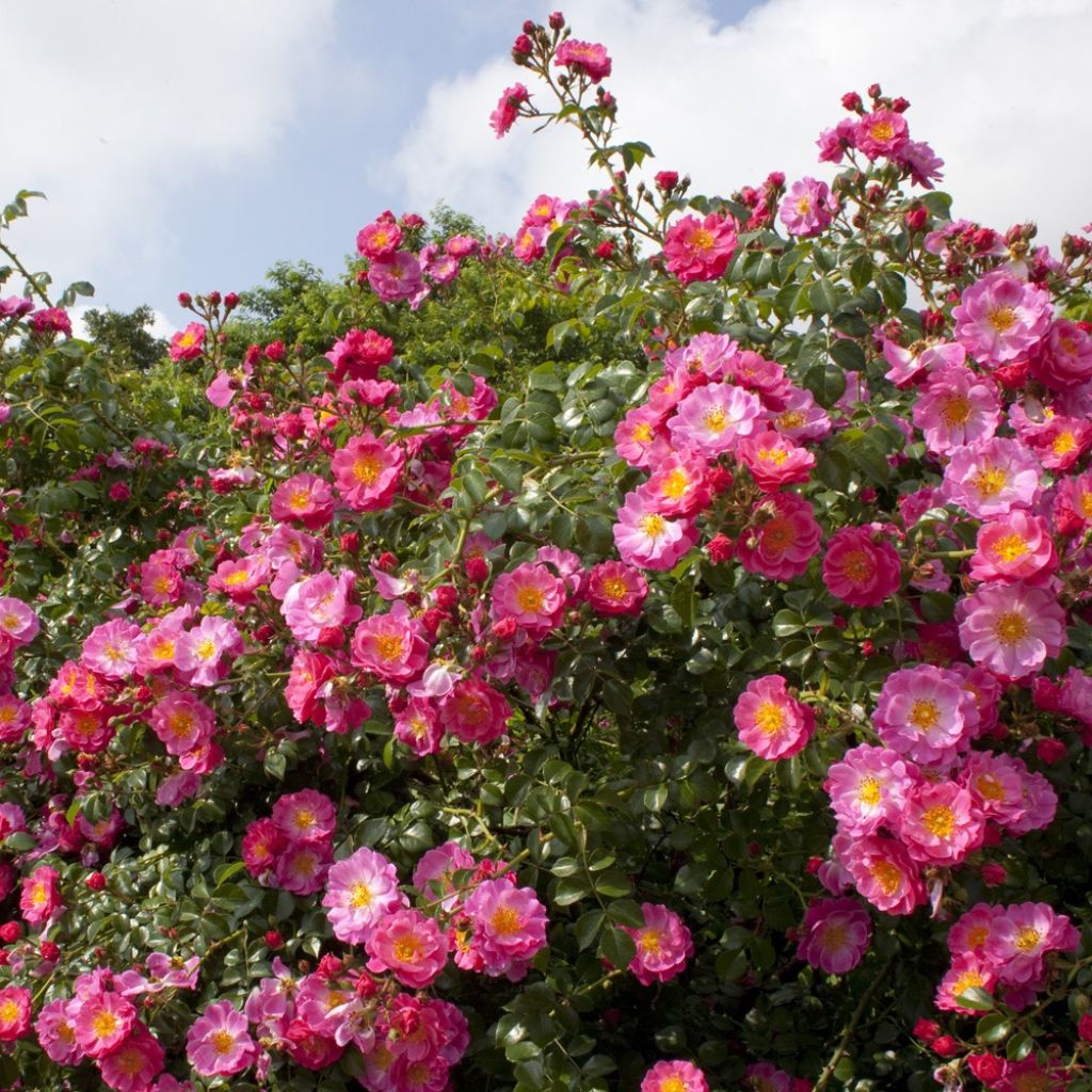 Rosier tige pleureur Magic Meillandecor Meibonrib