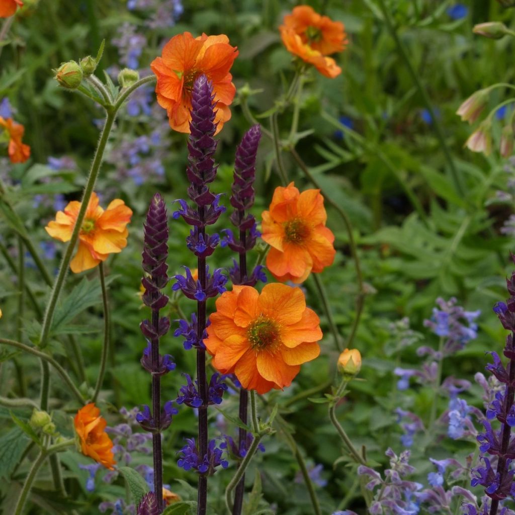 3 Vivaces indispensables pour l'été