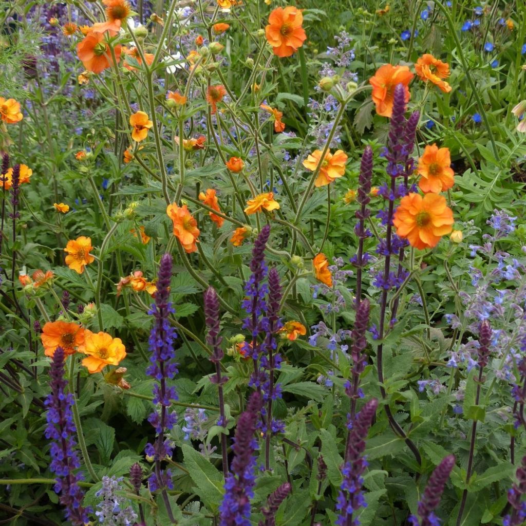 3 Vivaces indispensables pour l'été