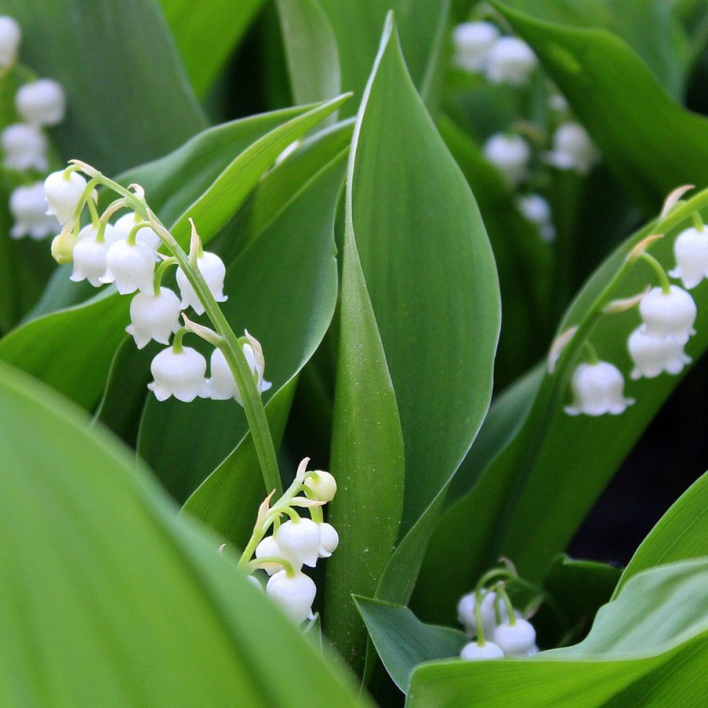 Muguet Blanc - Convallaria majalis