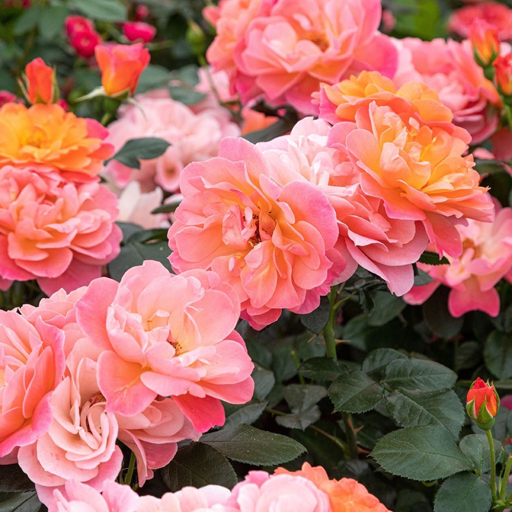 Rosier à fleurs groupées Sugar Candy Rose